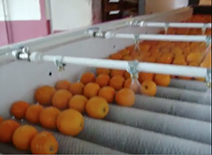 PATATES YIKAMA MAKİNASI