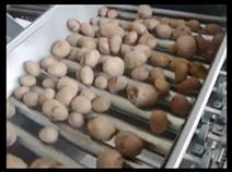 PATATES YIKAMA MAKİNASI